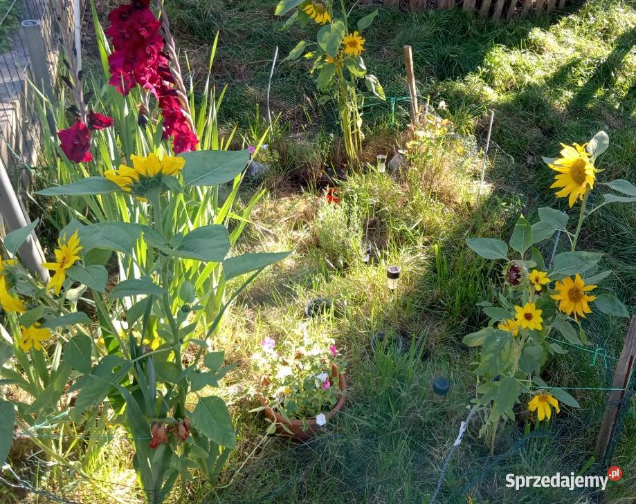 Działka ROD Szczecin