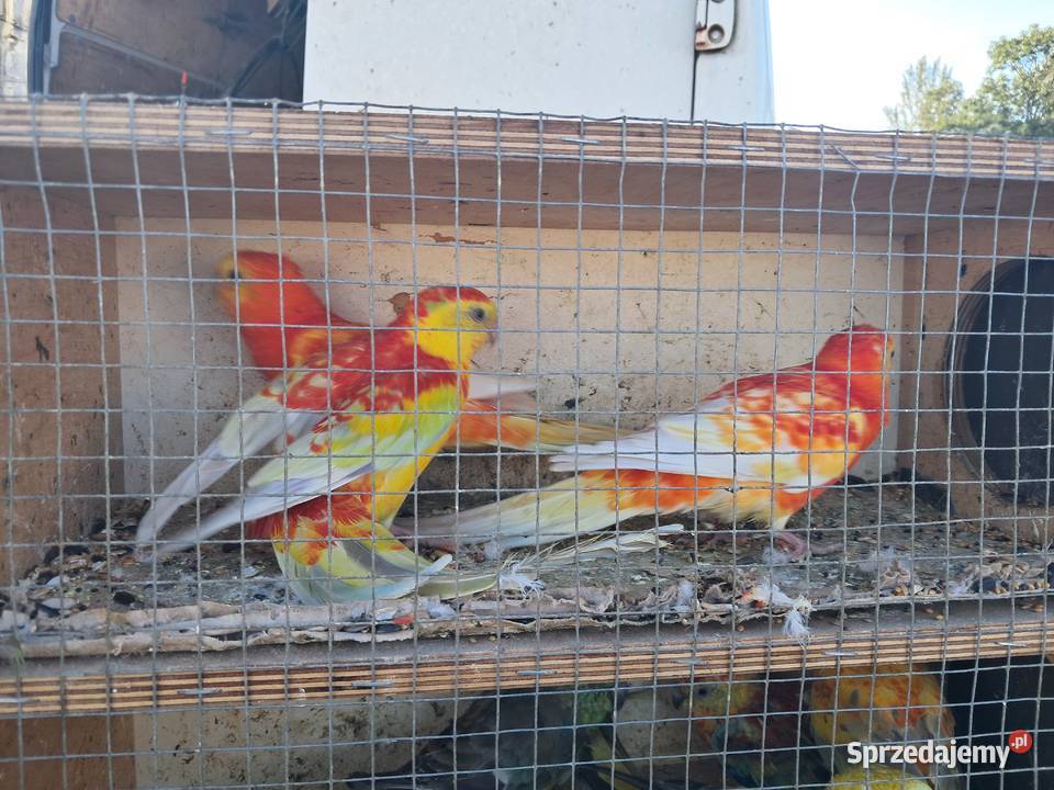 Papugi świergoty różne mutacje Bochnia