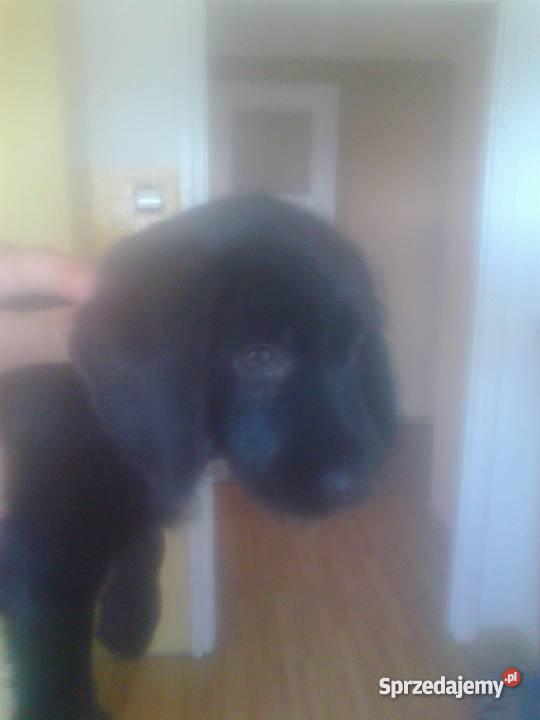 Beagle szczeniak Ostrów Wielkopolski