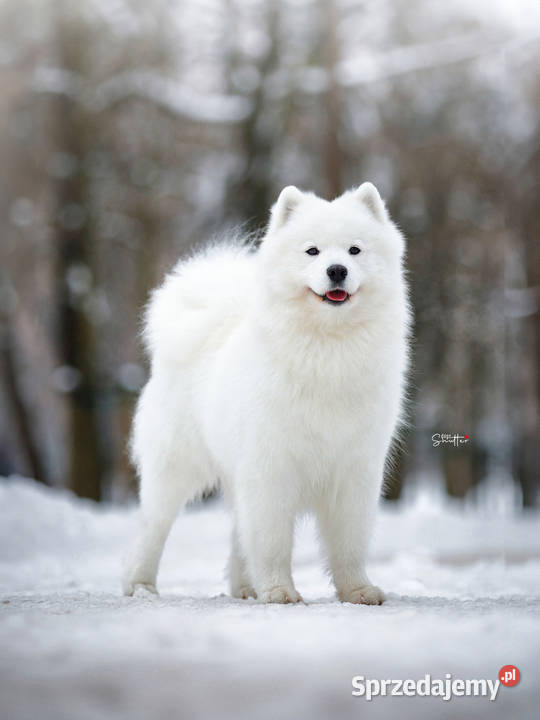 Samoyed frill skirt サモエド Szczeniaczki rodowodowe SAMOYED FCI ZKwP Garwolin