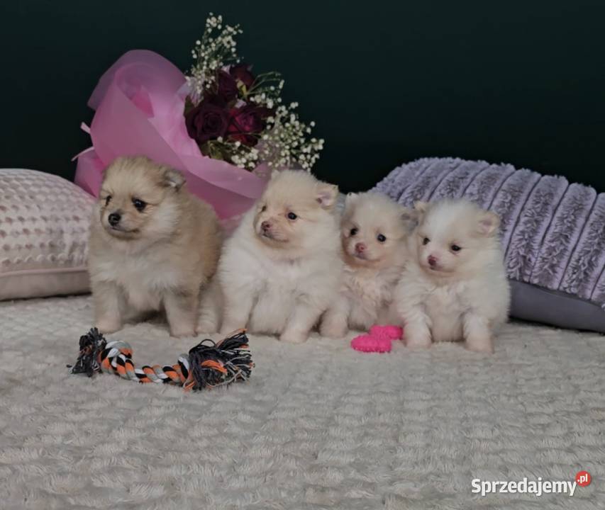 Pomeranian szuka domu sunia i samczyk Warszawa