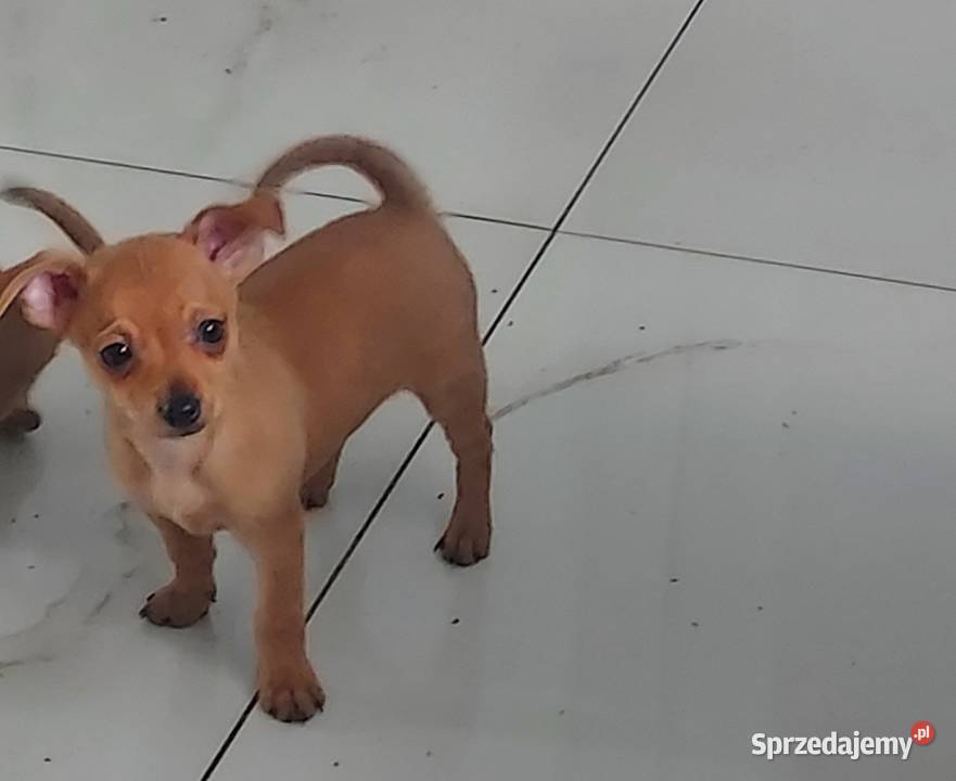 Pinczer Miniaturowy sprzedam