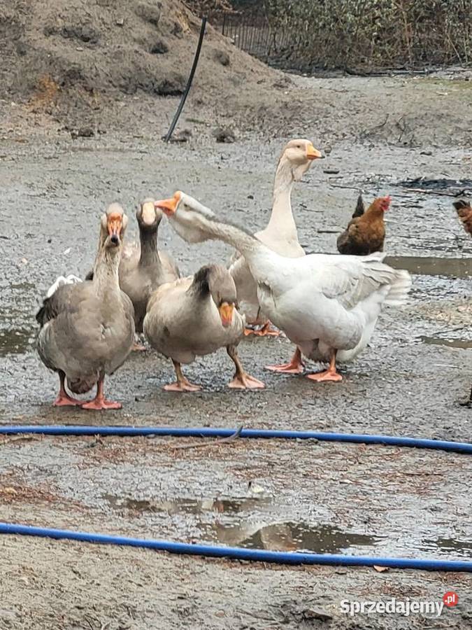 Gęsi Chołmogory lubuskie Zielona Góra