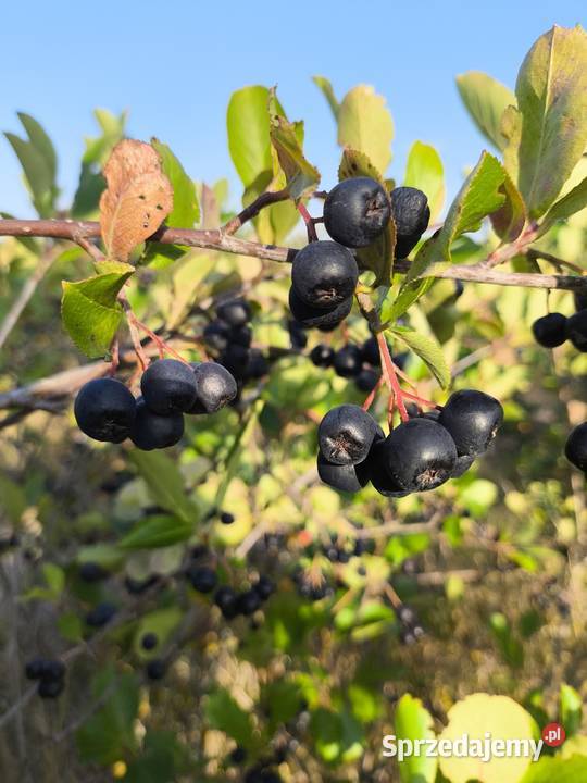 Aronia wysyłka kurierem paczkomatem kraj Warszawa