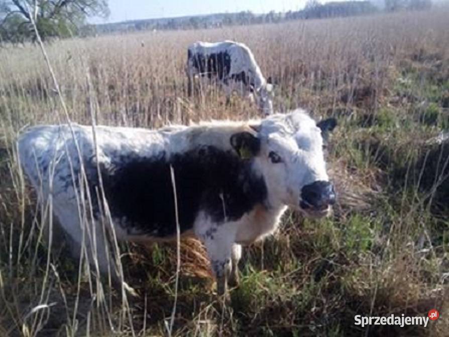 Odsadki Byczki Jałowki Białogrzbiete Iłowiec