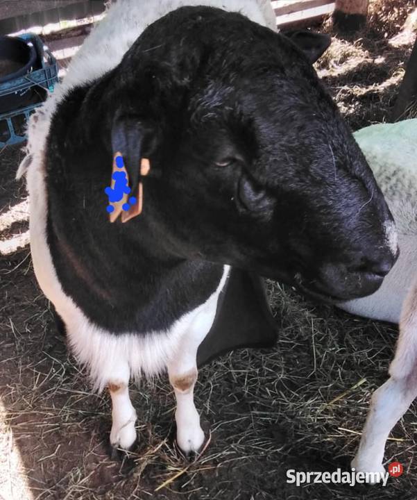 DORPER Baranki Owce tryk jarki sprzedam