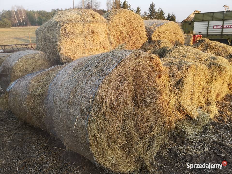 Siano łąkowe suche pomorskie Wiele