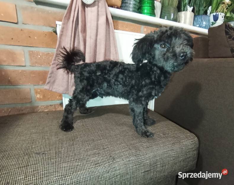 Irokez piesek rasy Rosyjska Bolonka Kolorowa Radliniec