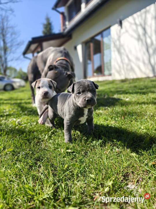 Oddam Szczeniaki American Staffordshire Terrier Ustrzyki Dolne sprzedam