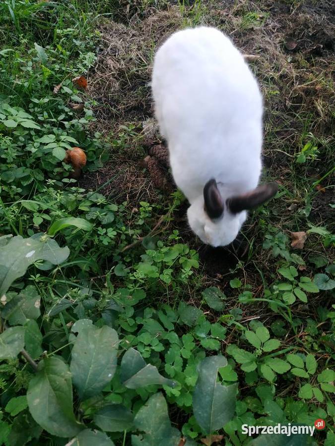 Kalifornia Samce lubelskie Lublin