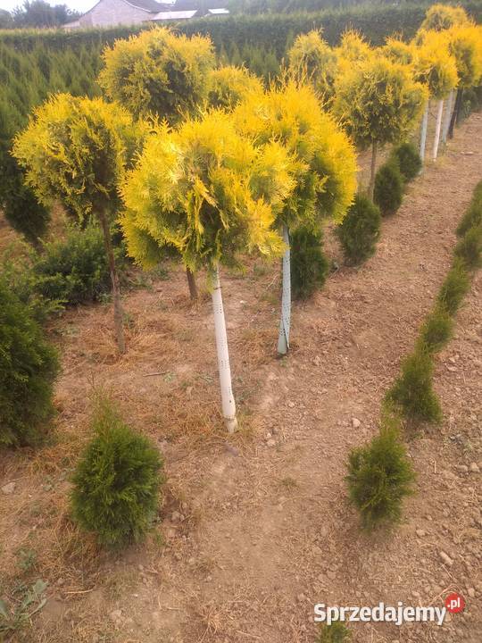 TUJA SZMARAGF 140 DO 160 WYPRZEDAŻ HURT DETAL Rośliny podkarpackie sprzedam