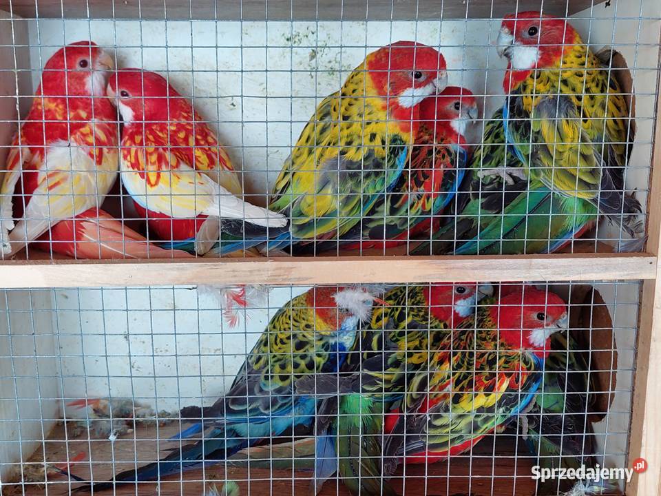 Sprzedam papugi różne gatunki Jaworowa