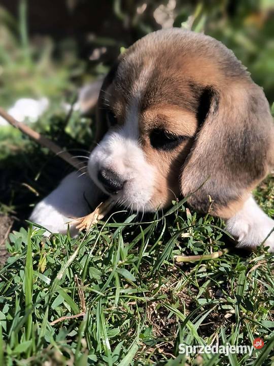 Cudowne szczeniaczki Beagle FCI ZKwP championie mazowieckie Mińsk Mazowiecki