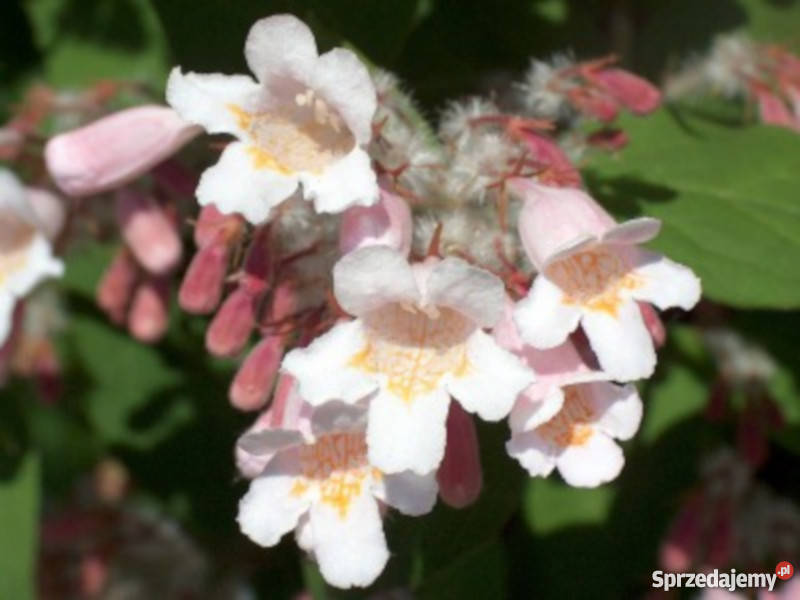 KOLKWICJA CHIŃSKA sadzonki w doniczkach Promocja kujawsko-pomorskie Ustronie