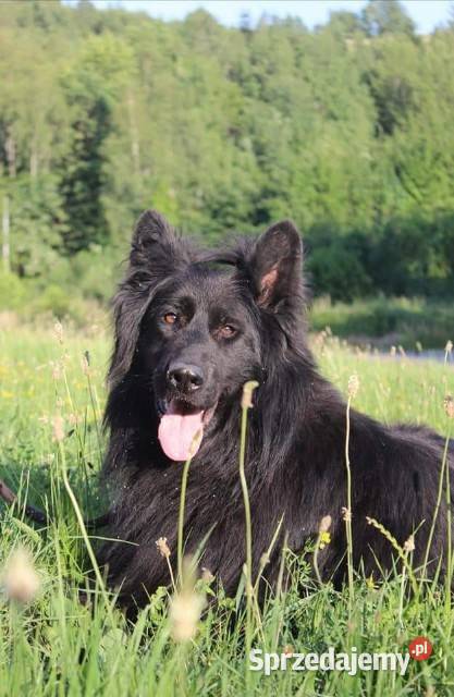 Owczarek Niemieck Długowłosy szczeniak