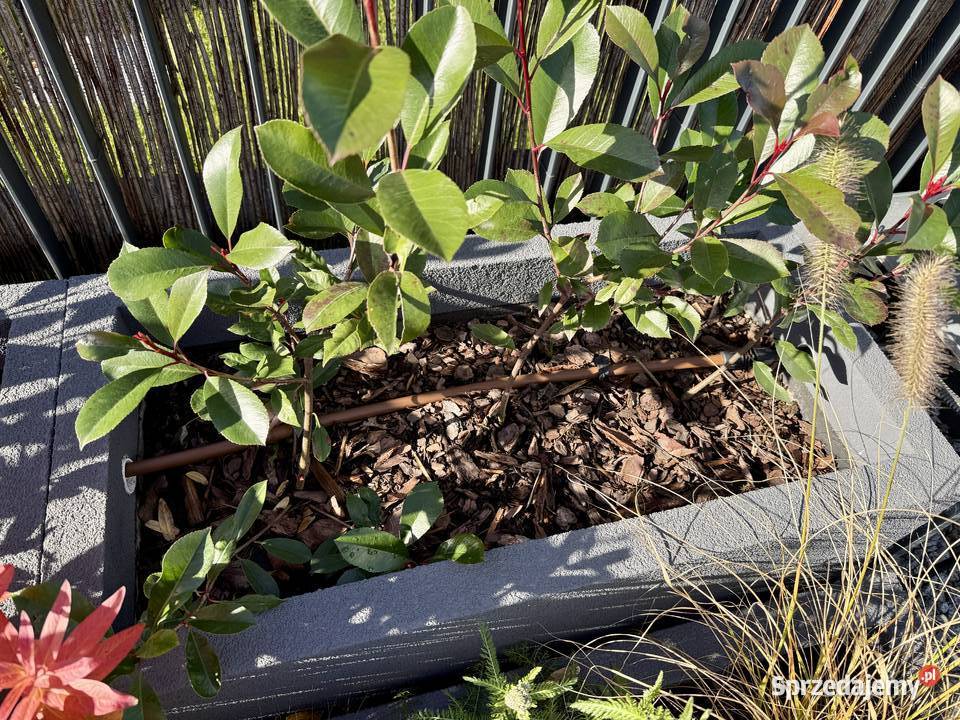 Termo donice styropianowe idealne na taras Kraków sprzedam