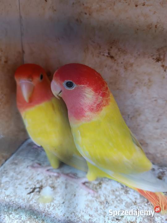 Nierozłączki parę rozella lutino i rozella białolica czerwona