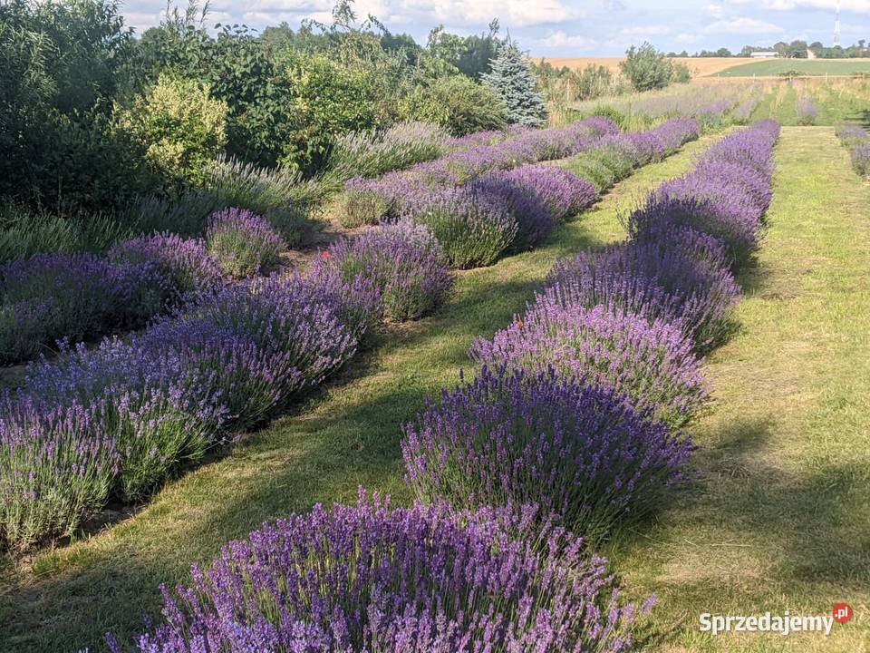 Wyjątkowy Hydrolat Lawendowy z Ekologicznej Warszawa sprzedam
