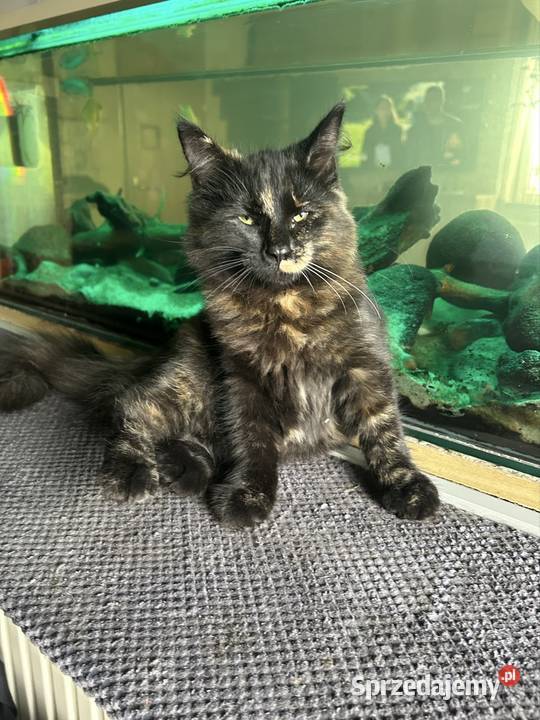 Koteczka Norweska Leśna Rybnik