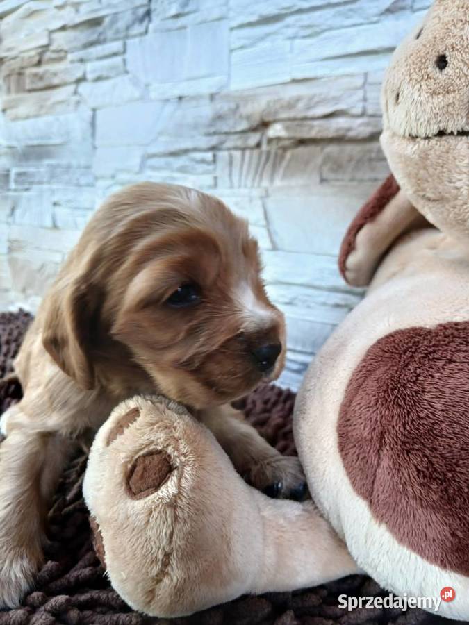 Śliczna sunia cocker spaniel Angielski Cocker Spaniel łódzkie Sieradz