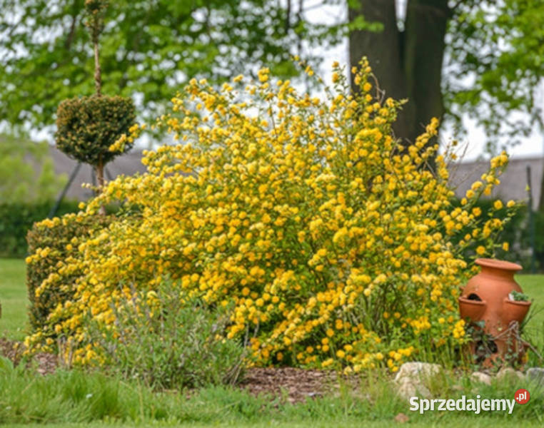 ZŁOTLIN JAPOŃSKI Pleniflora sadzonki w Ustronie sprzedam