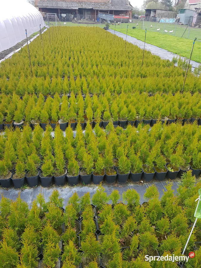 Tuja THUJA Szmaragd i Kórnik Gądów
