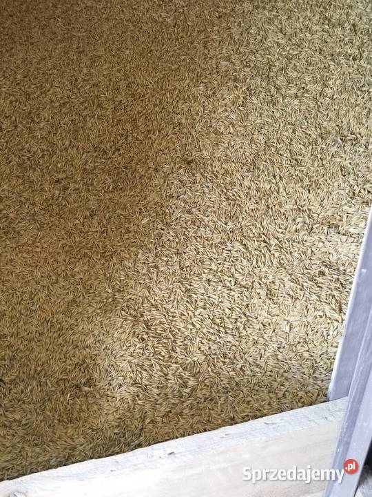 Sprzedam Owies 2025 Tarnobrzeg