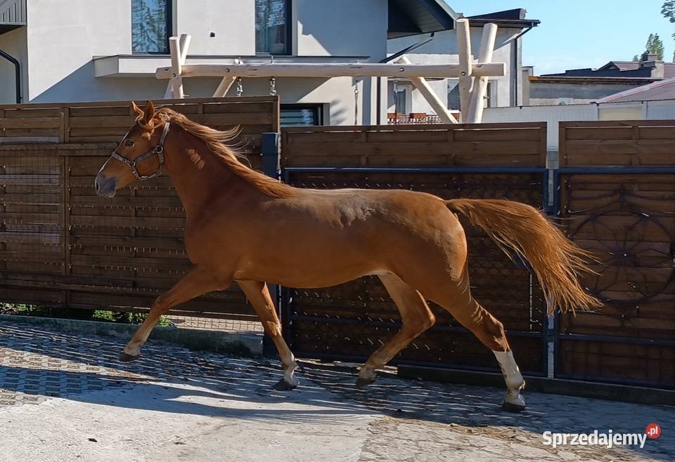 2letni wałach rasy małopolskiej na sprzedaż małopolskie Luborzyca sprzedam