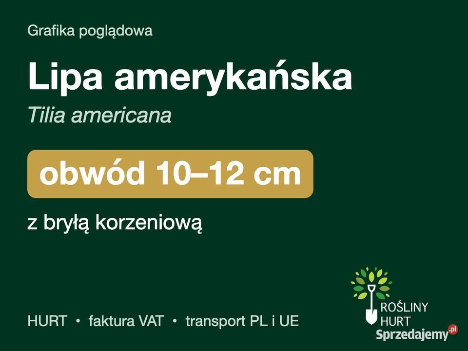 Lipa amerykańska Tilia americana obwód 1012 z Liściaste