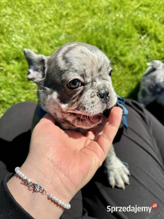 Buldog francuski blue merle Nowe Miasto Lubawskie