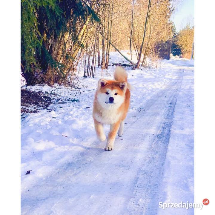Akita Inu Japońska szczeniaki ZKwPFCI rodowód Płock