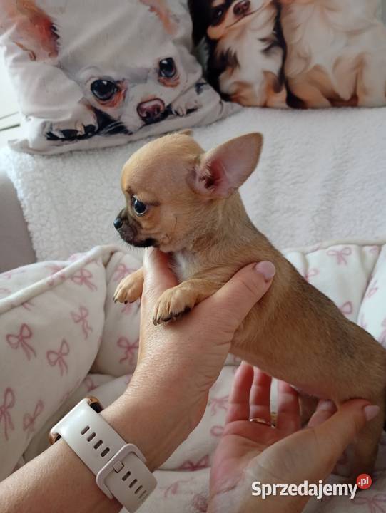 Mini suczka chihuahua Konin