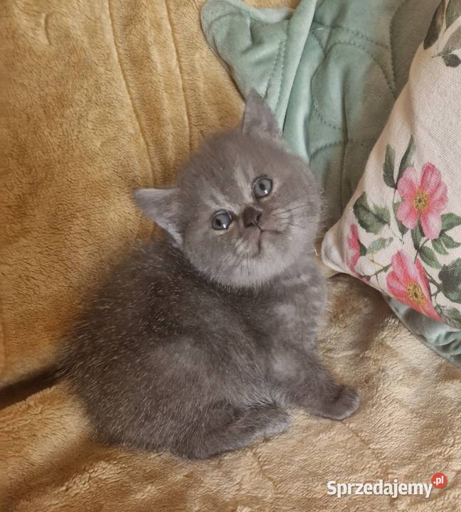 Brytyjskie kotka niebieska Szamotuły