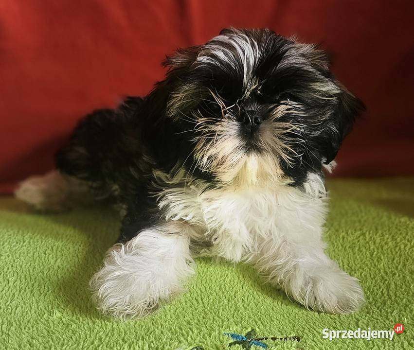 Shih Tzu dziewczynka śląskie Częstochowa