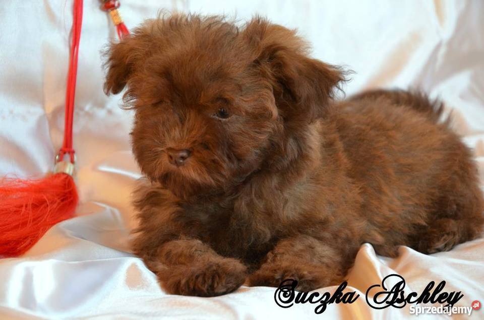 HAWAŃCZYK pieski suczki z rodowodem czekoladowe wielkopolskie Ostrzeszów