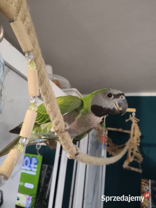 Aleksandretta chińska młoda ręcznie karmiona Katowice