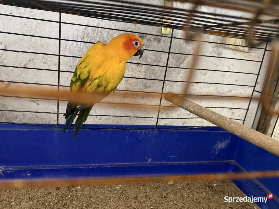 Konura słoneczna samica 3 letnia Ośno Drugie