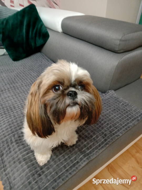 Szczeniaki Shih tzu