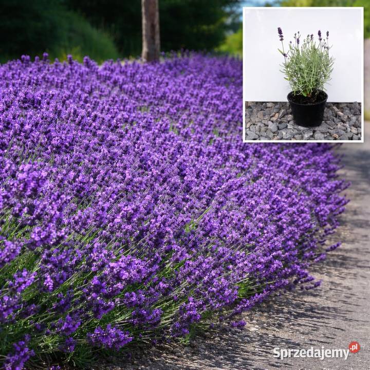 Lawenda Wąskolistna hidcote blue