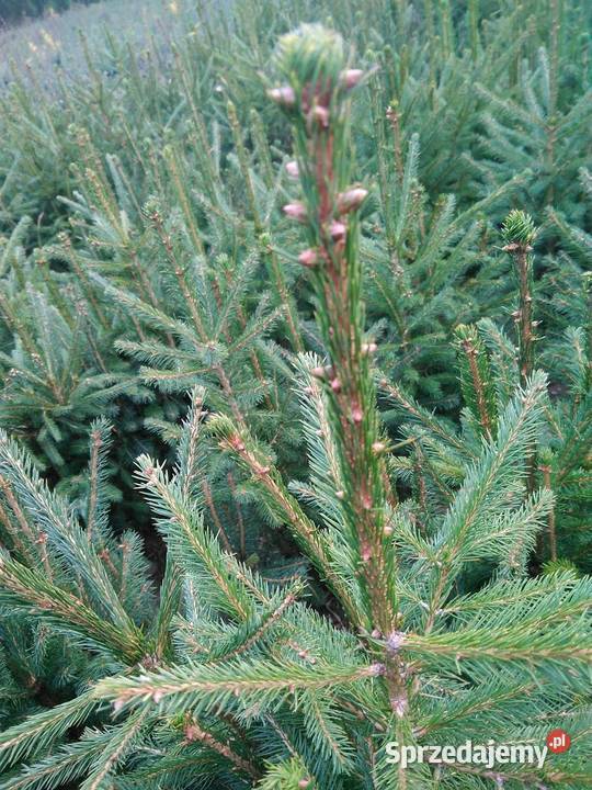 Świerk pospolity 22 40 70 zachodniopomorskie Szczecinek sprzedam