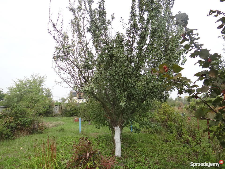 Ogródek działkowy 600m2 Kasprzaka OKAZJA Grunty i działki Grunty i działki Gorzów Wielkopolski sprzedam