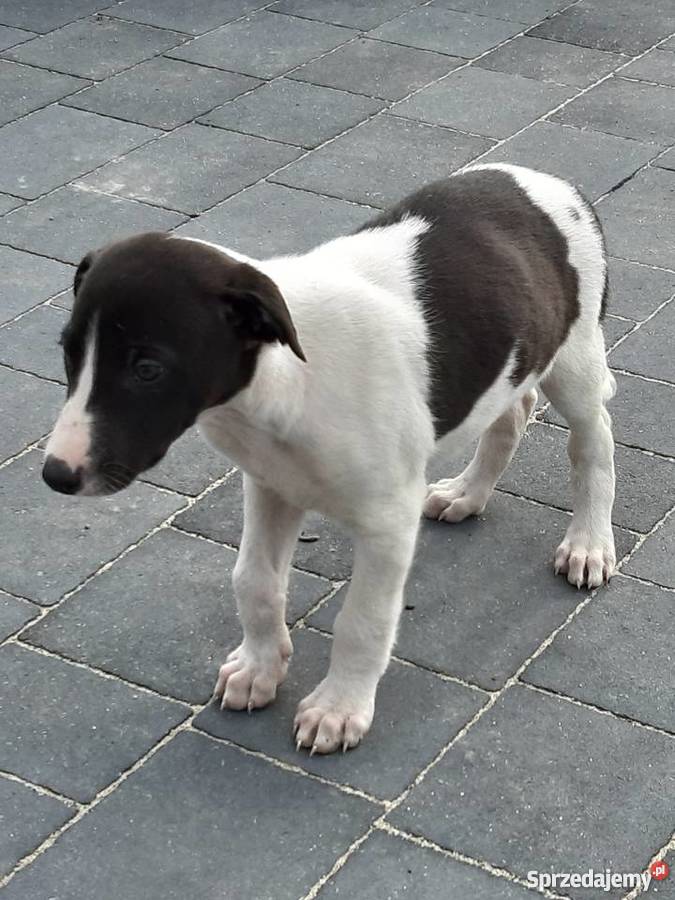Chart polski śliczne szczenięta Żelechów sprzedam
