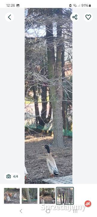 Młode kaczory biegusy Polanka Wielka