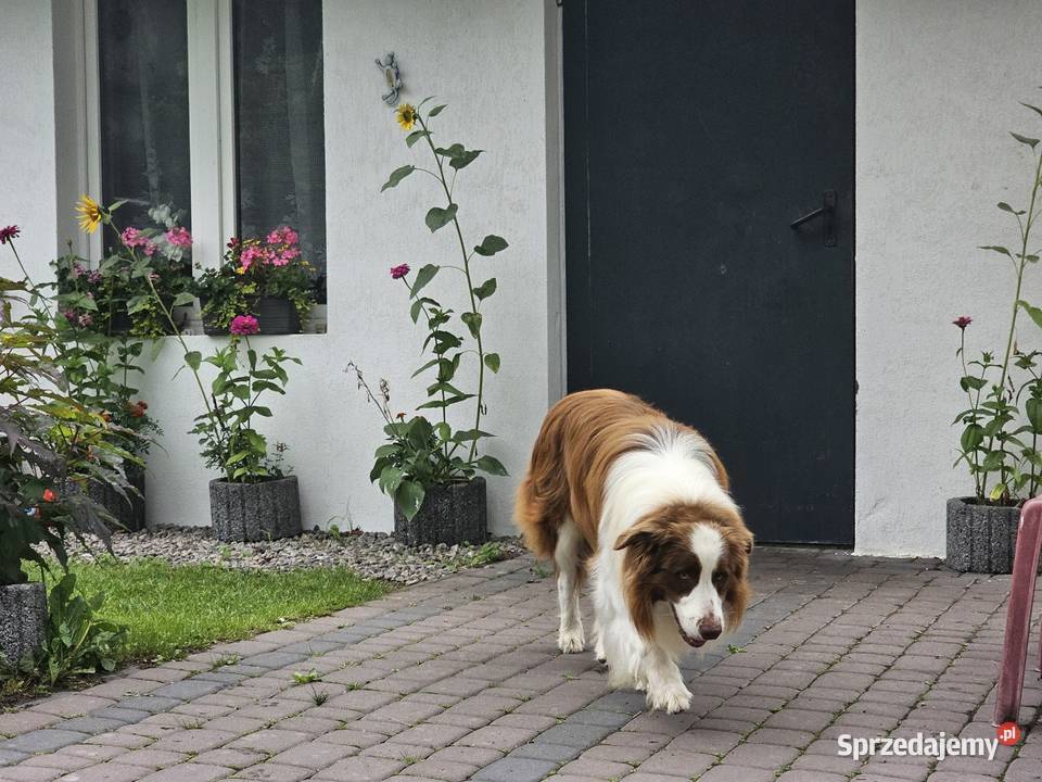 Border collie reproduktor krycia czekoladowy mazowieckie Radom