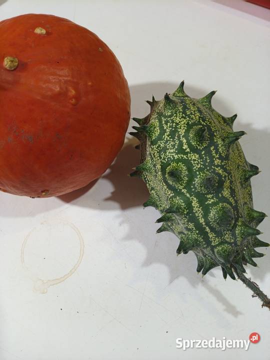 Ogórek Kiwanodyniapapryczka nasiona Rosyjskie Nowy Sącz