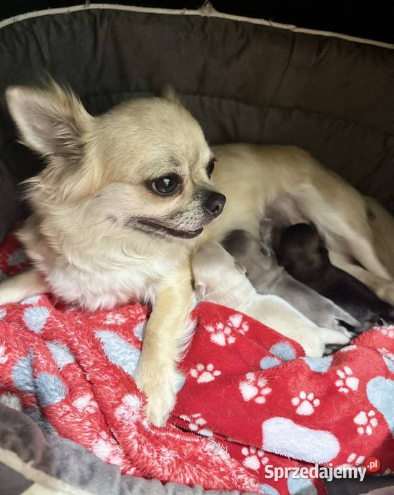 Chihuahua długowłosy FCI Piesek