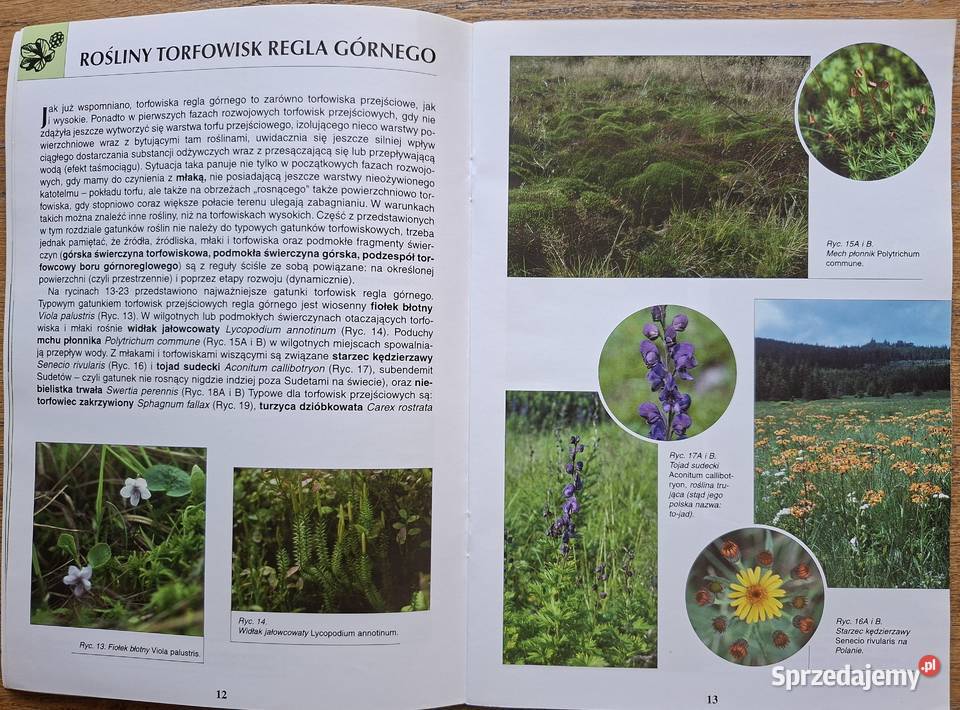 Torfowiska Karkonoszy Natura 2000 w Karkonoskim miękka