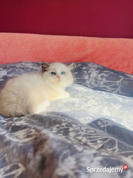 Ragdoll kocurek Rag a 03 Hodowla Lagooneyes Katowice sprzedam