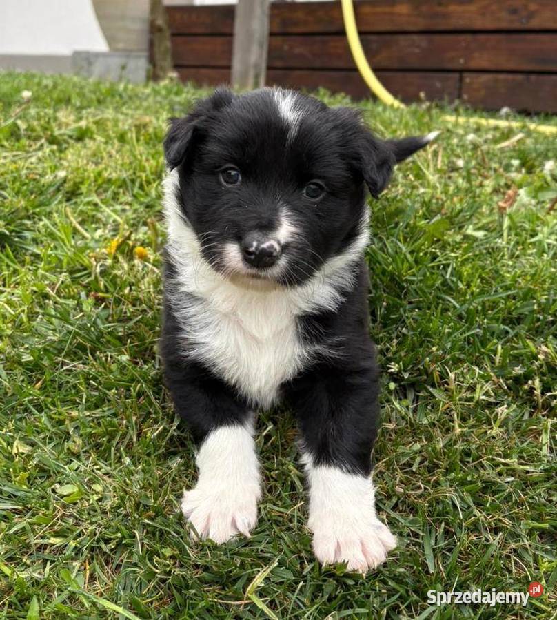 Border Collie piesek BOSS z hodowli NEGRESSE