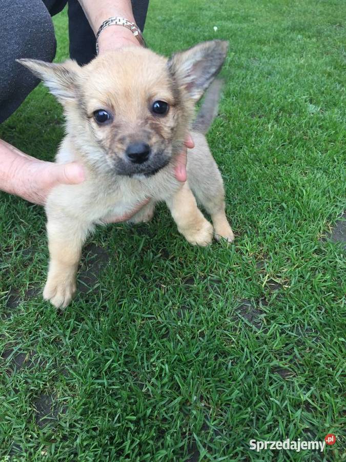 Oddam psiaki Stary Sącz